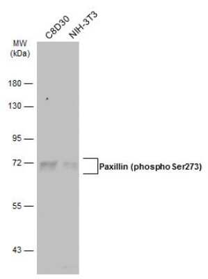 Western Blot: Paxillin [p Ser273] Antibody [NBP3-13099]